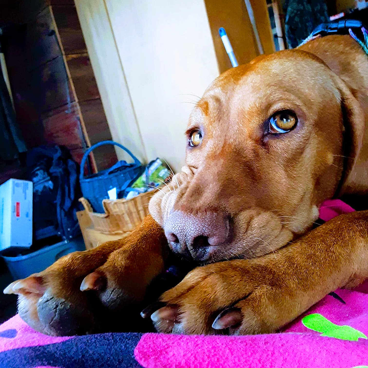 Penny Girl