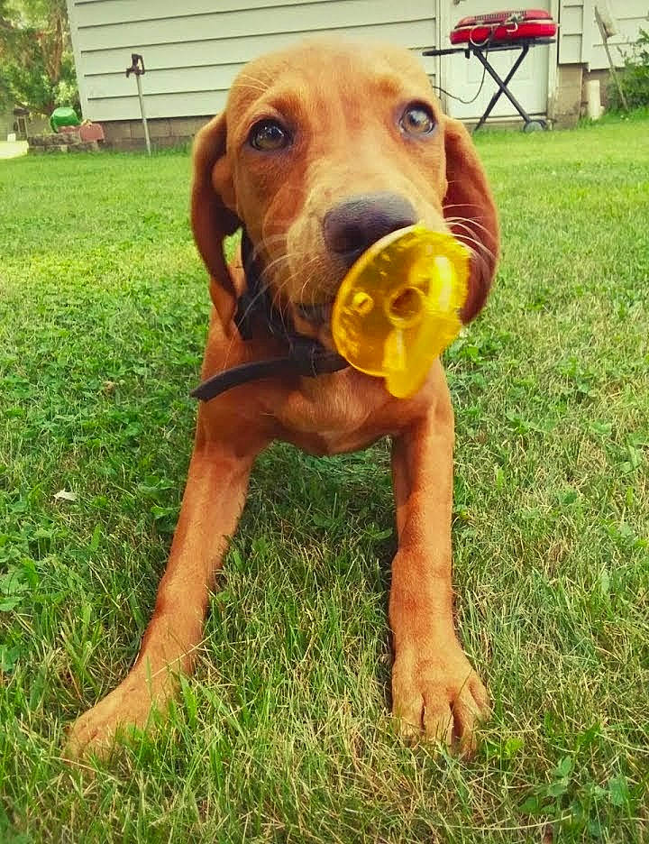 Penny Girl joined the competition — help win amazing prizes! canidae, carnivore, companion_dog, dog, dog_breed, dog_supply, fawn, grass, guard_dog, hound, hunting_dog, liver, plant, pointing_breed, snout, sporting_group, tail, whiskers, working_animal, working_dog