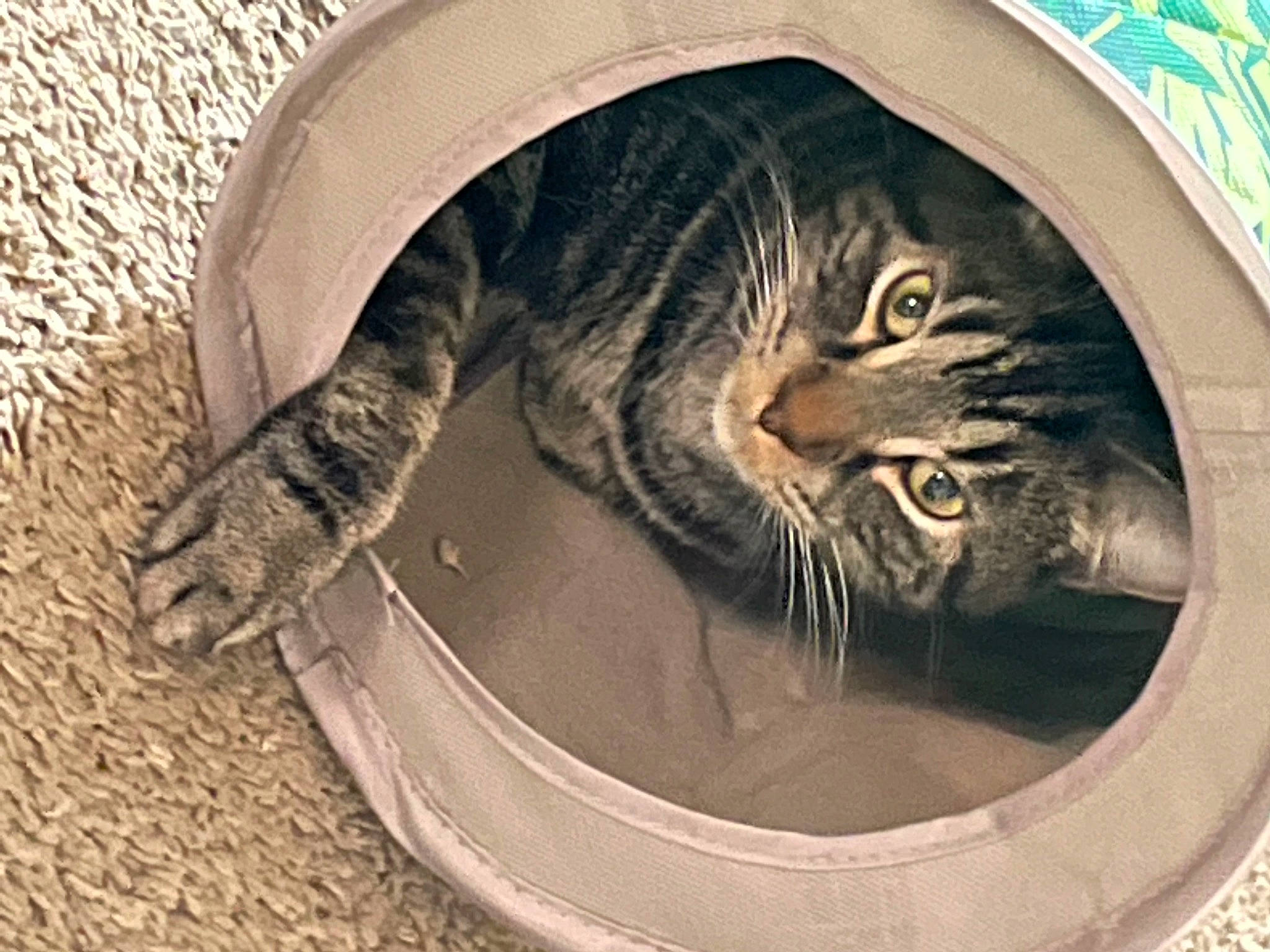 Freedom joined the competition — help win amazing prizes! art, automotive_tire, automotive_wheel_system, carnivore, cat, circle, domestic_short_haired_cat, door, felidae, fender, fur, hat, metal, pattern, pet_supply, small_to_medium_sized_cats, snout, tail, whiskers, wood