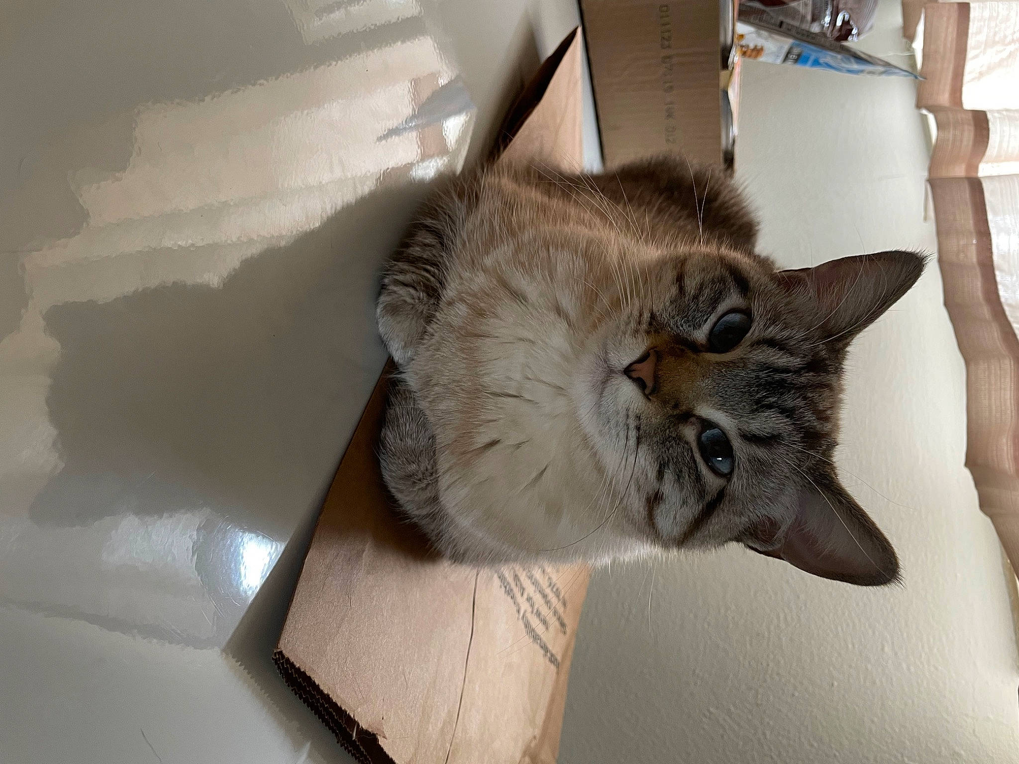 Freedom is registered to the contest to win money with this photo: box, carnivore, cat, domestic_short_haired_cat, fawn, felidae, fur, hardwood, small_to_medium_sized_cats, snout, tail, whiskers, window, wood
