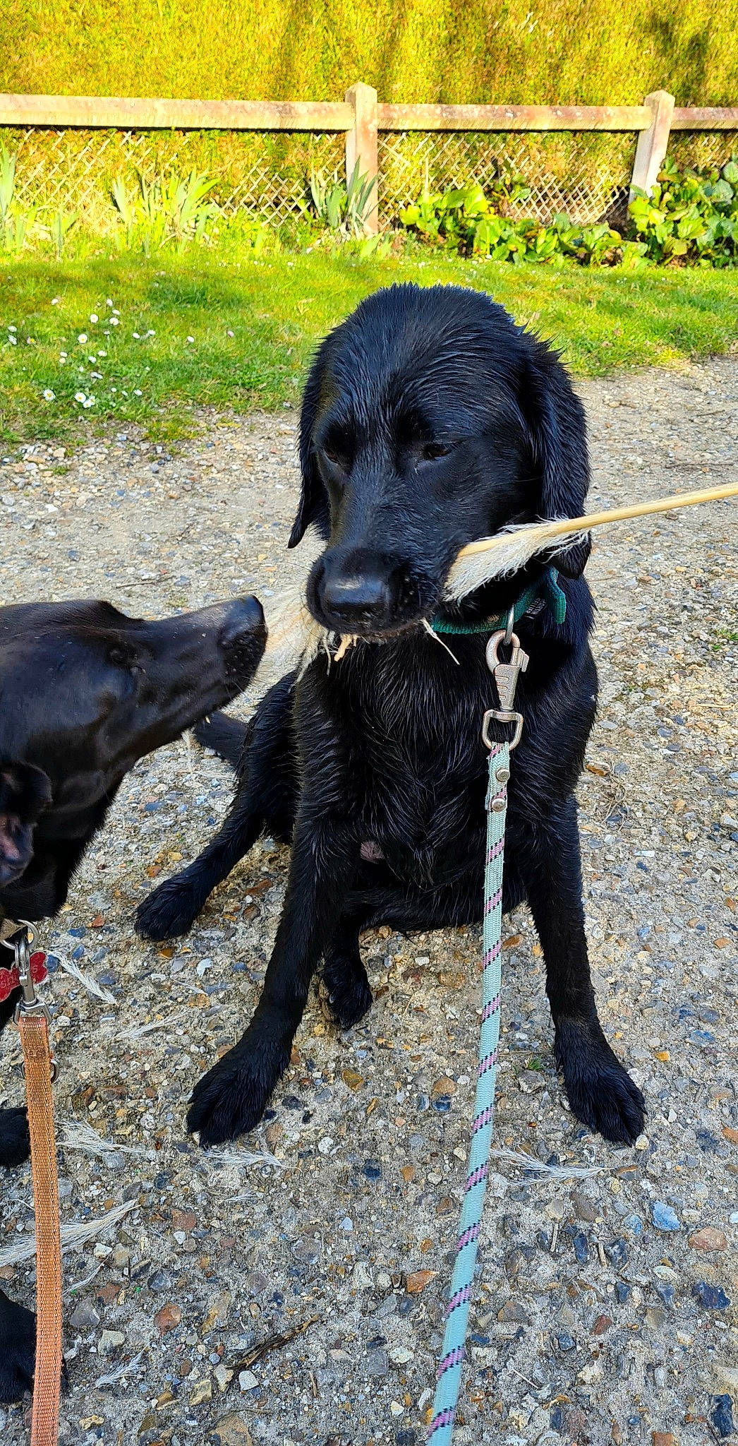 Pearl a rejoint le concours — aidez-le/la à gagner de superbes lots ! adventure, borador, canidae, carnivore, collar, companion_dog, dog, dog_breed, dog_collar, fur, grass, gun_dog, leash, plant, pointing_breed, retriever, snout, sporting_group, tail, working_animal