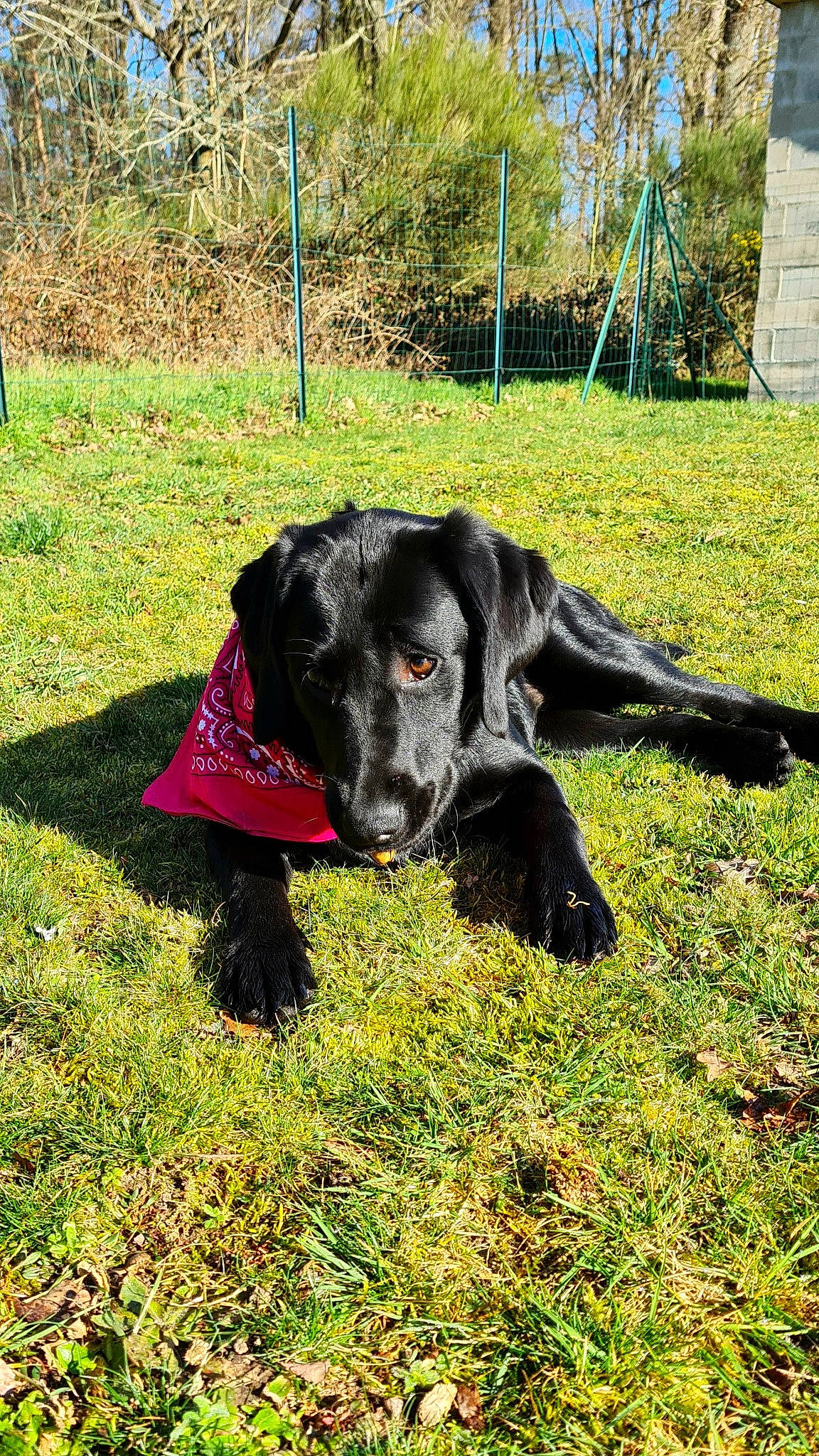Pearl participe au concours pour gagner de l'argent avec cette photo : borador, carnivore, companion_dog, dog, dog_breed, dog_collar, fur, grass, grassland, groundcover, guard_dog, gun_dog, pasture, plant, retriever, sporting_group, tail, terrestrial_animal, tree, working_animal