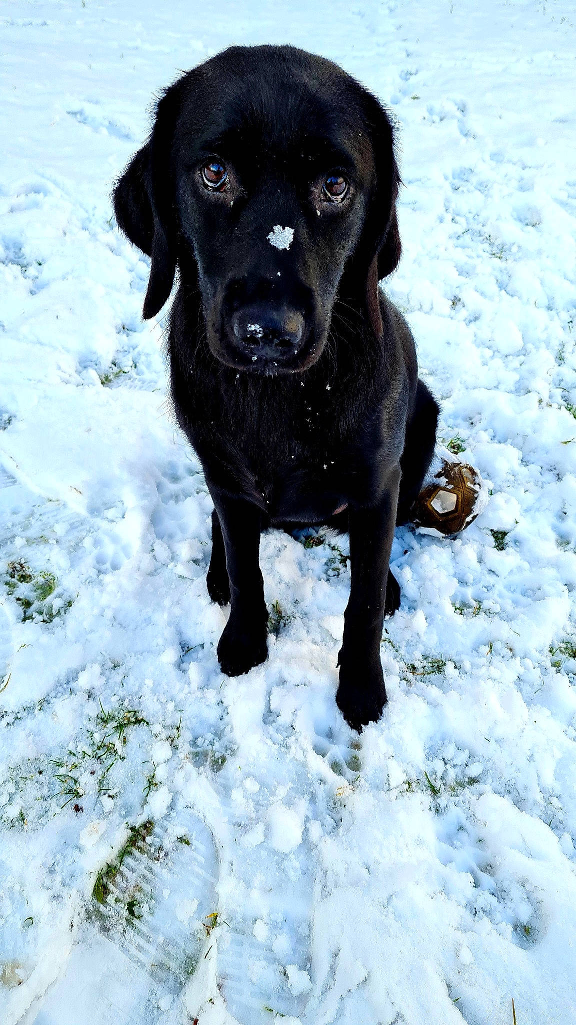 Pearl a rejoint le concours — aidez-le/la à gagner de superbes lots ! borador, carnivore, collar, companion_dog, dog, dog_breed, dog_collar, electric_blue, freezing, fur, gun_dog, liver, pointing_breed, snout, snow, sporting_group, terrestrial_animal, whiskers, winter, working_animal