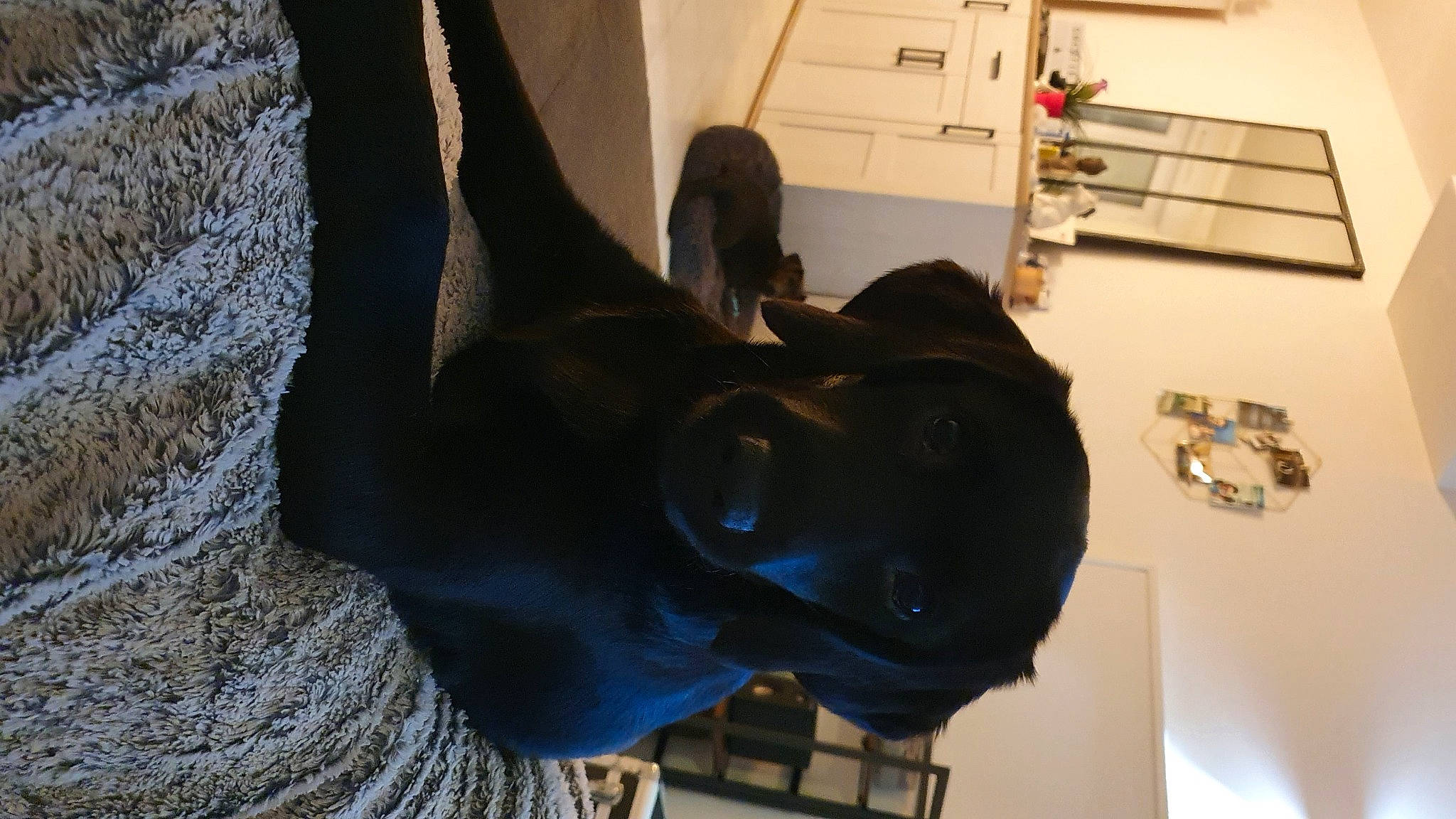 Pearl a rejoint le concours — aidez-le/la à gagner de superbes lots ! art, canidae, dog, dog_breed, electric_blue, fur, guard_dog, house, jaw, machine, office_equipment, office_supplies, personal_protective_equipment, room, sculpture, snout, sporting_group, statue, wood, working_animal