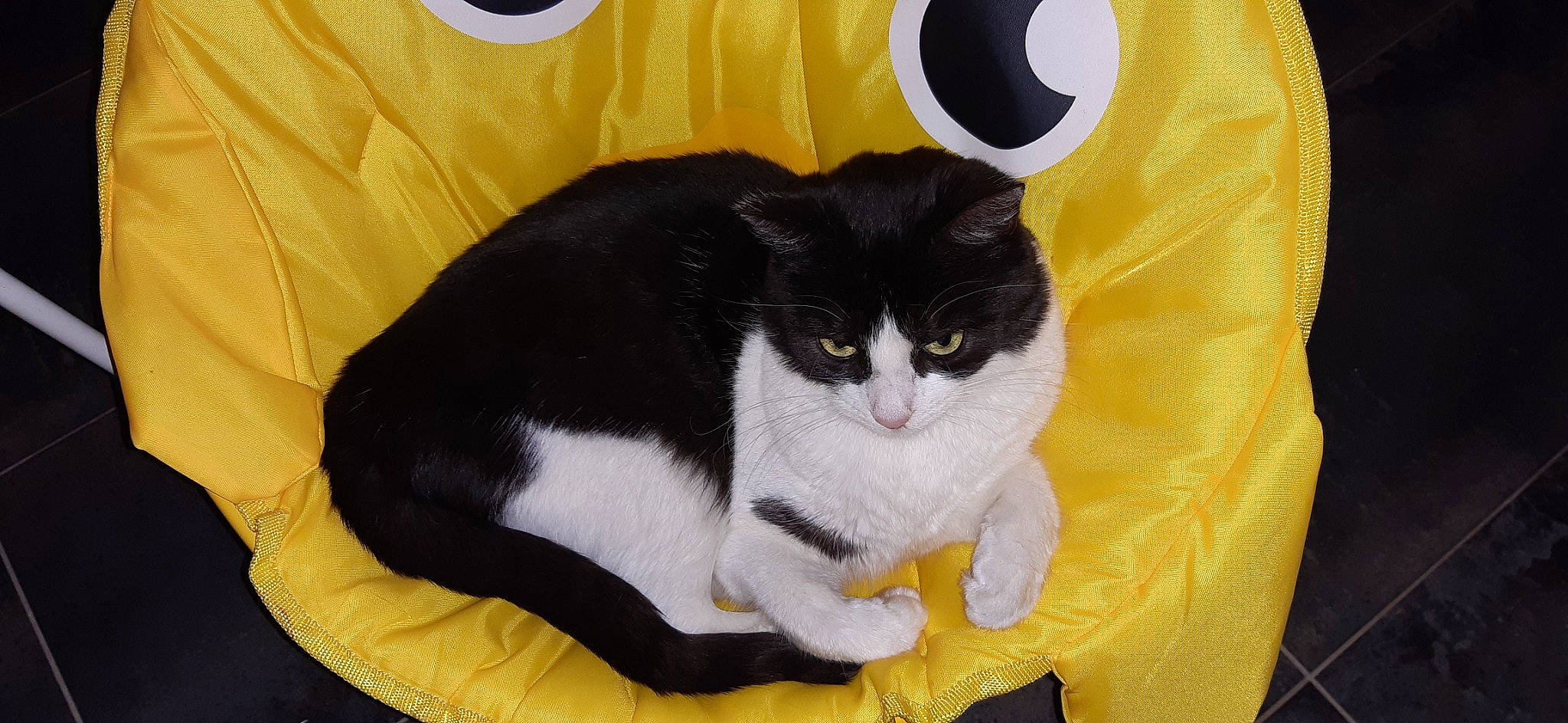 Tichat a rejoint le concours — aidez-le/la à gagner de superbes lots ! box, cardboard, carnivore, cat, cat_supply, comfort, domestic_short_haired_cat, felidae, fur, linens, packaging_and_labeling, paper_product, paw, pet_supply, sleeve, small_to_medium_sized_cats, tail, whiskers, yellow