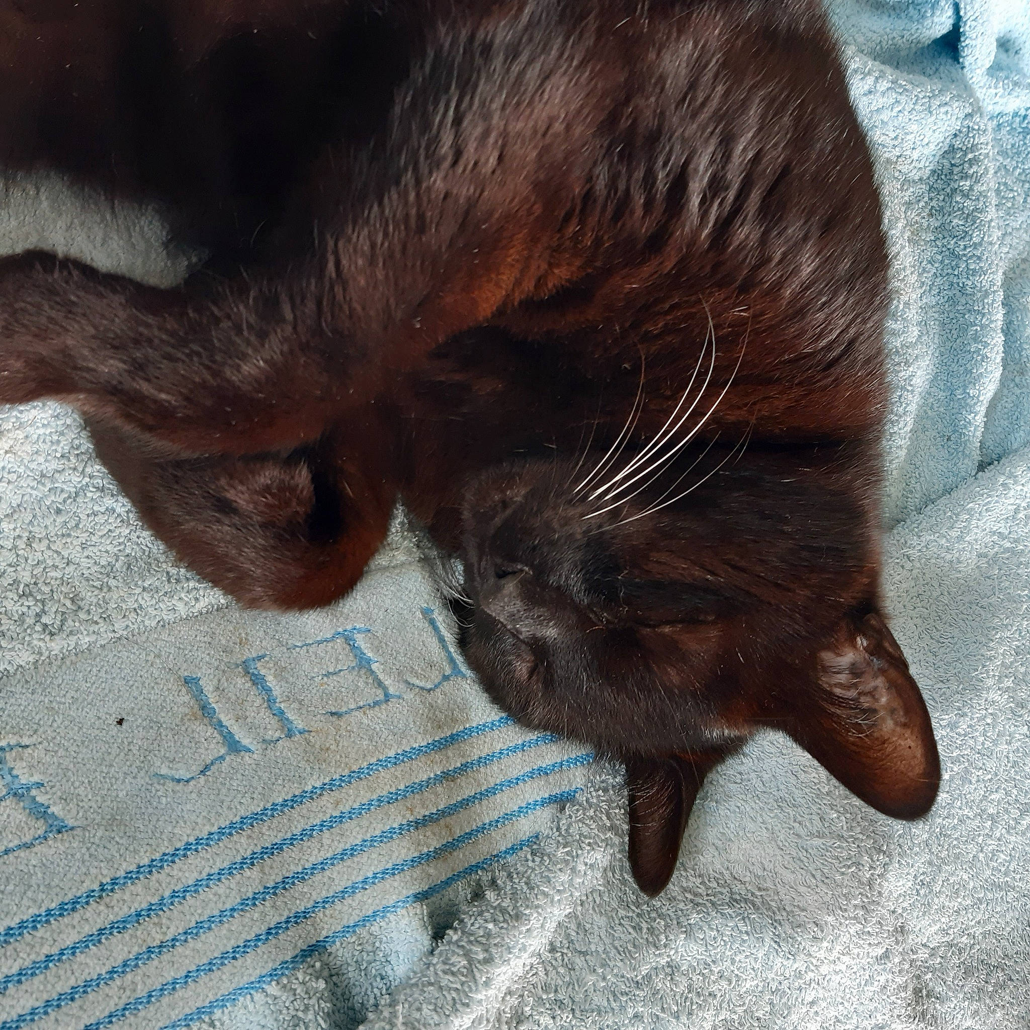 Bonheur a rejoint le concours — aidez-le/la à gagner de superbes lots ! black_cat, carnivore, cat, claw, comfort, dog_breed, fawn, felidae, foot, fur, gesture, human_leg, leg, liver, paw, small_to_medium_sized_cats, snout, sporting_group, tail, whiskers