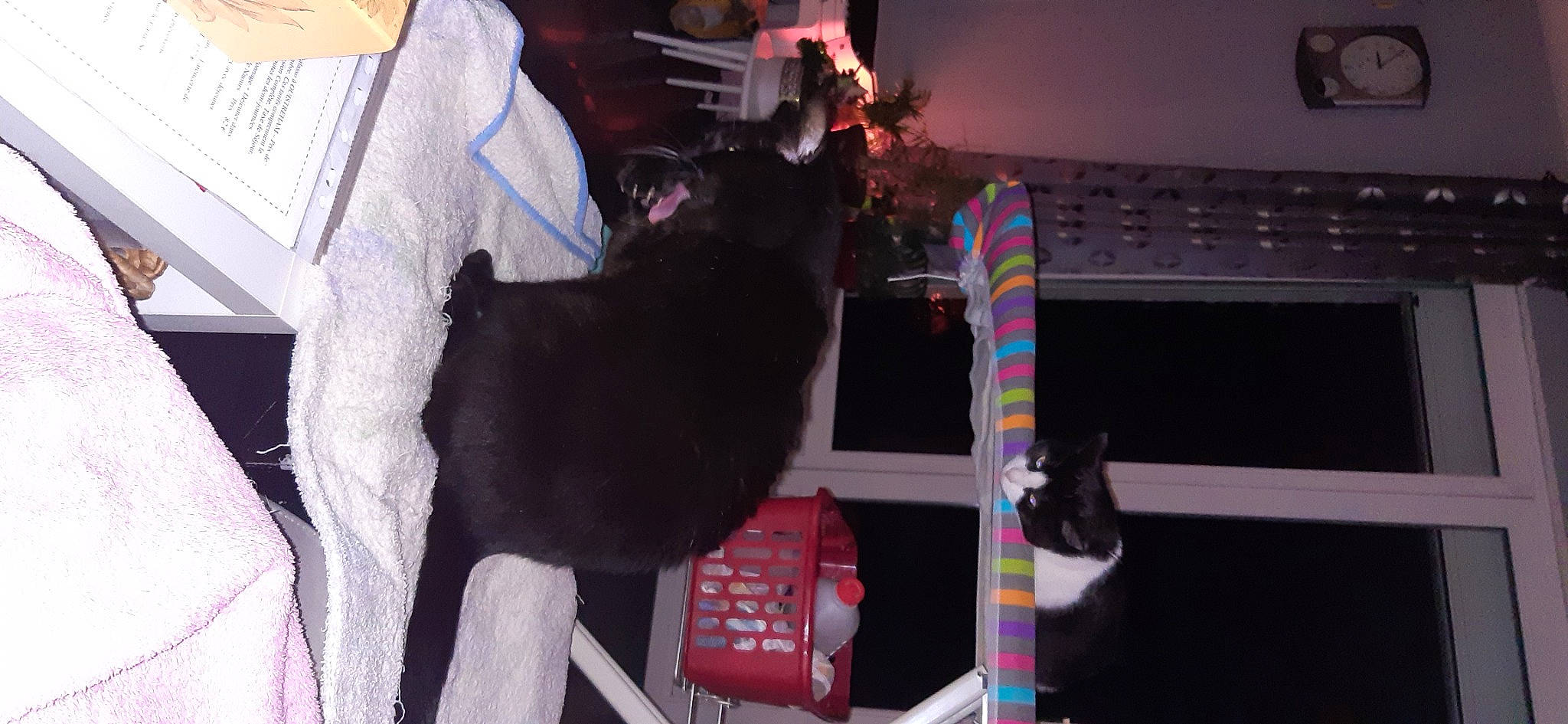 Bonheur participe au concours pour gagner de l'argent avec cette photo : audio_equipment, black_cat, bombay, carnivore, cat, comfort, computer_keyboard, dog_breed, domestic_short_haired_cat, event, felidae, fun, fur, input_device, magenta, room, small_to_medium_sized_cats, sporting_group, tail, whiskers