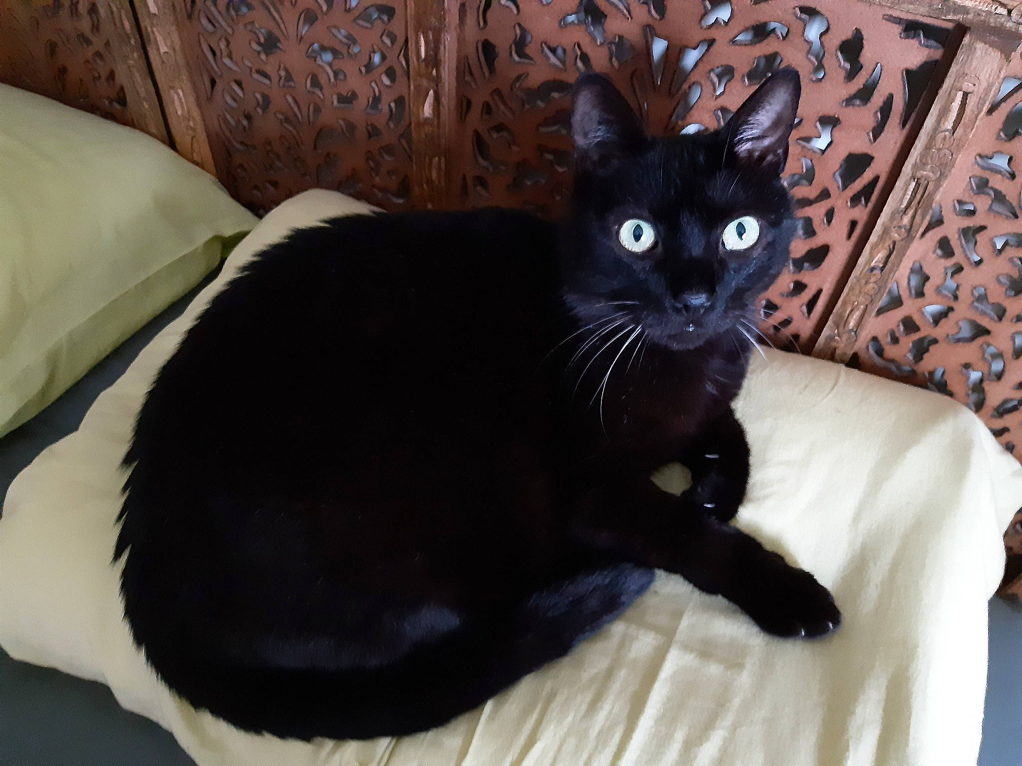 Bonheur participe au concours pour gagner de l'argent avec cette photo : bed, black_cat, bombay, carnivore, cat, claw, comfort, couch, domestic_short_haired_cat, felidae, fur, grey, havana_brown, linens, sitting, small_to_medium_sized_cats, snout, tail, terrestrial_animal, whiskers