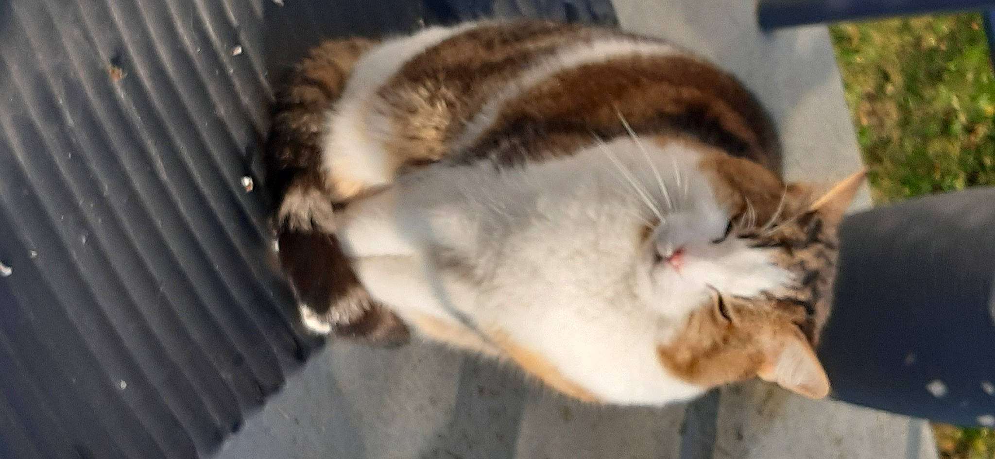 Mongro participe au concours pour gagner de l'argent avec cette photo : carnivore, cat, claw, dog_breed, domestic_short_haired_cat, ear, fawn, felidae, fur, mammal, paw, small_to_medium_sized_cats, tail, terrestrial_animal, vertebrate, whiskers, wildlife