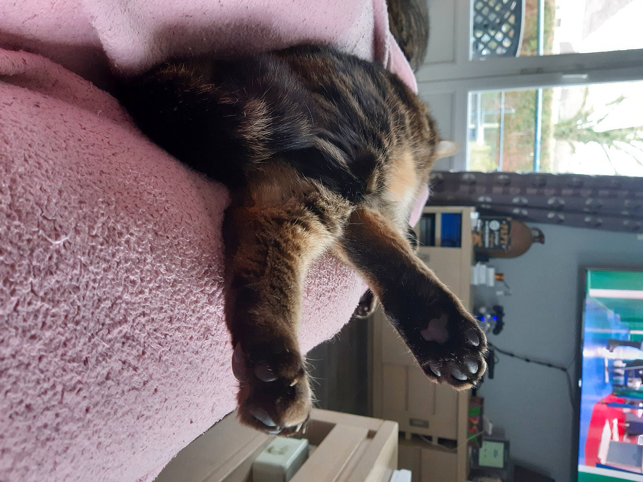 Délice participe au concours pour gagner de l'argent avec cette photo : carnivore, cat, claw, comfort, computer, display_device, domestic_short_haired_cat, engineering, felidae, fur, machine, natural_material, small_to_medium_sized_cats, snout, sporting_group, tail, terrestrial_animal, tree, whiskers, window