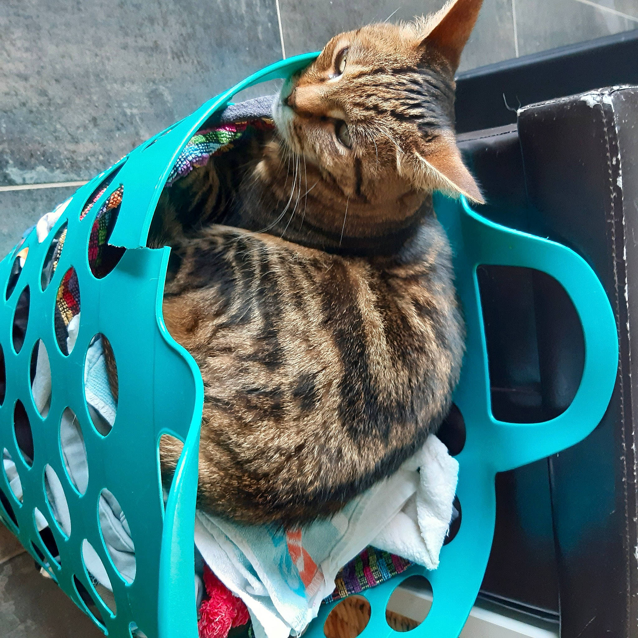 Délice participe au concours pour gagner de l'argent avec cette photo : bag, blue, carnivore, cat, cat_supply, comfort, domestic_short_haired_cat, electric_blue, fashion_accessory, felidae, fur, grass, green, luggage_and_bags, pattern, pet_supply, small_to_medium_sized_cats, snout, terrestrial_animal, whiskers