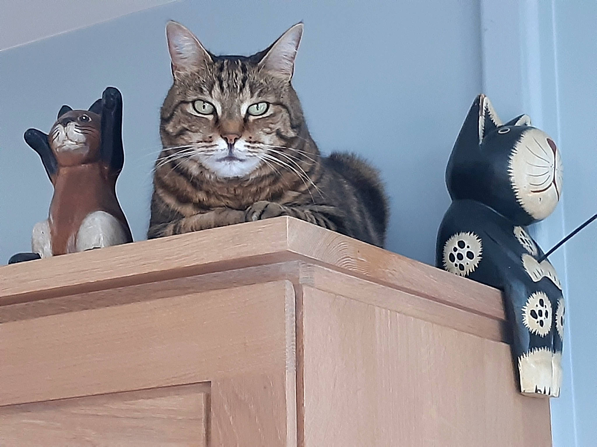 Délice a rejoint le concours — aidez-le/la à gagner de superbes lots ! art, cardboard, carnivore, cat, domestic_short_haired_cat, felidae, fur, grey, metal, paw, sculpture, sitting, small_to_medium_sized_cats, snout, tail, whiskers, window, wood