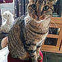 cat, tabby_cat, indoor, pet, furniture, cushion, stuffed_animal, curious, closeup, whiskers, ears, eyes, flooring, cabinet, home, domestic, animal, sitting, feline, portrait