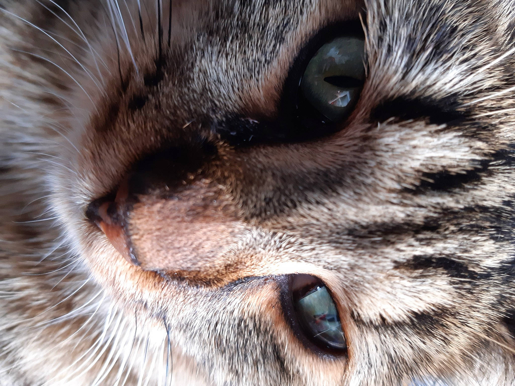 Fripouille a rejoint le concours — aidez-le/la à gagner de superbes lots ! big_cats, carnivore, cat, close_up, domestic_short_haired_cat, eyelash, fawn, felidae, fur, iris, light, macro_photography, photography, small_to_medium_sized_cats, snout, terrestrial_animal, whiskers, white, wildlife