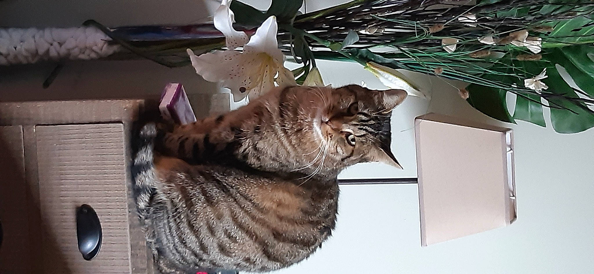 Fripouille a rejoint le concours — aidez-le/la à gagner de superbes lots ! art, carnivore, cat, conifer, domestic_short_haired_cat, felidae, flowerpot, fur, grey, houseplant, metal, paper, plant, room, small_to_medium_sized_cats, tail, tree, twig, whiskers, wood