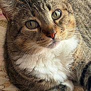 Whiskers is registered to the contest to win money with this photo: animal, blanket, brown_fur, cat, close_up, ears, face, feline, green_eyes, indoors, lying_down, patterned_background, pet, photography, portrait, relaxed, striped_fur, tabby_cat, whiskers, white_chest