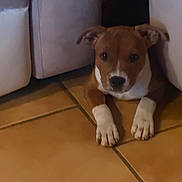 Bella a rejoint le concours — aidez-le/la à gagner de superbes lots ! puppy, dog, brown, white, tile_floor, indoor, furniture, cute, pet, animal, lying, ears, paws, young, domestic_animal, looking, floor, canine, resting, small
