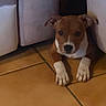 puppy, dog, brown, white, tile_floor, indoor, furniture, cute, pet, animal, lying, ears, paws, young, domestic_animal, looking, floor, canine, resting, small