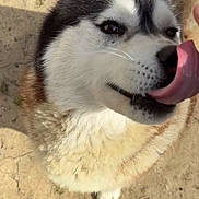 Swan a rejoint le concours — aidez-le/la à gagner de superbes lots ! dog, husky, tongue, licking, close_up, outdoor, sunlight, fur, pet, animal, canine, cute, face, friendly, playful, ground, nature, muzzle, whiskers, expression