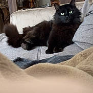 Jeanny a rejoint le concours — aidez-le/la à gagner de superbes lots ! black_cat, fluffy_cat, green_eyes, cat, pet, indoor, couch, furniture, cozy, relaxed, home, domestic_animal, feline, animal, living_room, soft_lighting, blanket, resting, cute, portrait