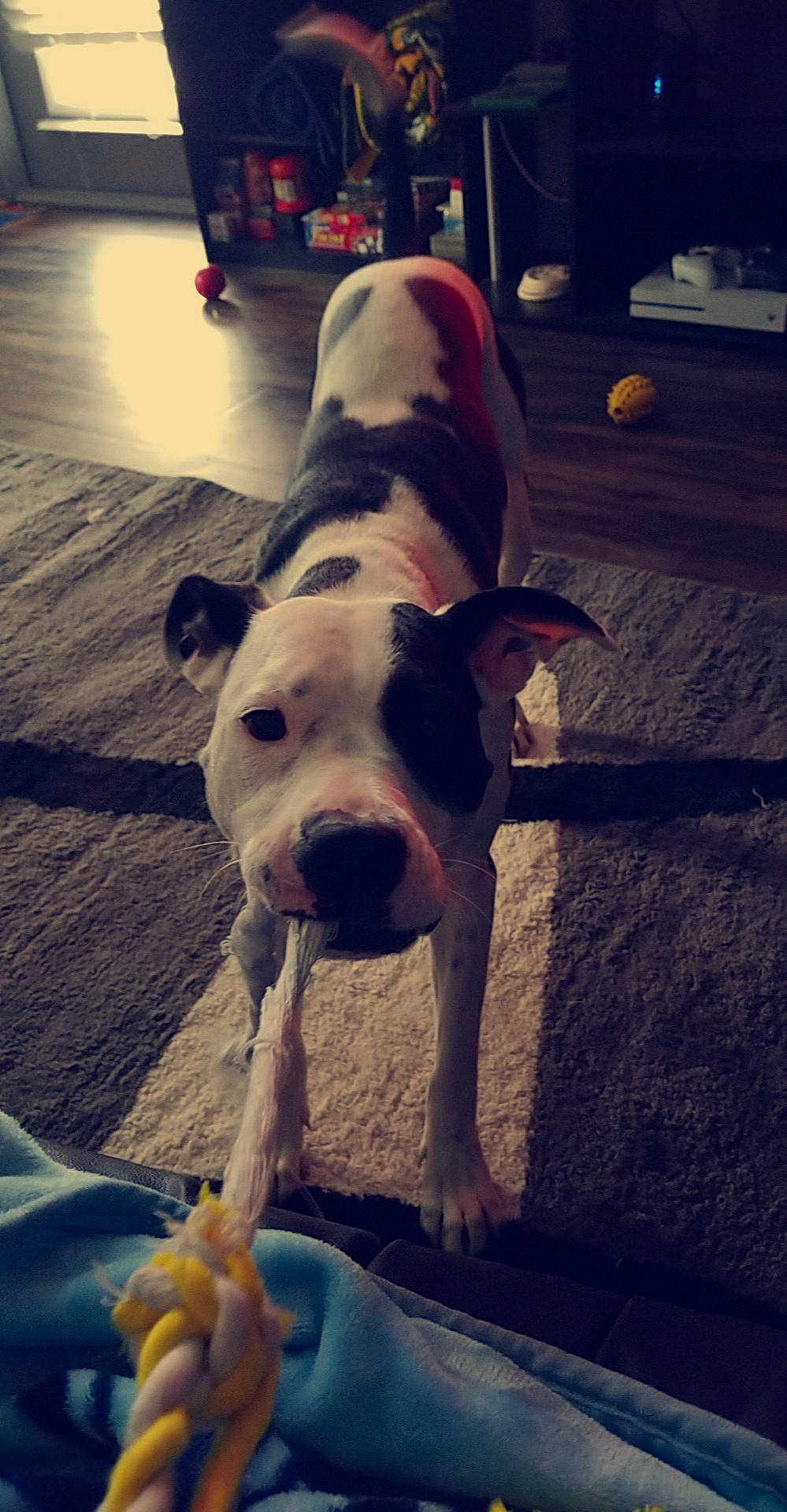 Olive joined the competition — help win amazing prizes! blue, canidae, carnivore, cloud, companion_dog, dog, dog_breed, fawn, flooring, food, human_leg, light, metal, shadow, snapshot, snout, sporting_group, square, tints_and_shades, working_animal