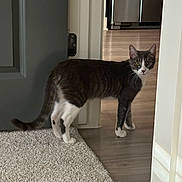 Theodore joined the competition — help win amazing prizes! cat, tabby_cat, doorway, carpet, hardwood_floor, indoor, pet, white_paws, curious, staring, whiskers, tail, home_interior, door, hinge, kitchen, portrait, looking, floor_transition, pet_portrait