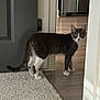 cat, tabby_cat, doorway, carpet, hardwood_floor, indoor, pet, white_paws, curious, staring, whiskers, tail, home_interior, door, hinge, kitchen, portrait, looking, floor_transition, pet_portrait