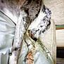 Sadie is registered to the contest to win money with this photo: animal_product, bedding, canidae, dog_breed, felidae, fur, fur_clothing, grey, hide, human_leg, linens, natural_material, pattern, room, small_to_medium_sized_cats, sporting_group, trunk, whiskers, wood