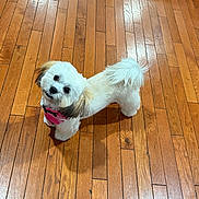 Princess joined the competition — help win amazing prizes! dog, small_dog, white_fur, fluffy, long_hair, pet, animal, portrait, looking_up, black_eyes, black_nose, pink_clothing, bandana, hardwood_floor, indoor, home, cute, standing, tail, photography