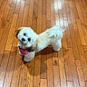 dog, small_dog, white_fur, fluffy, long_hair, pet, animal, portrait, looking_up, black_eyes, black_nose, pink_clothing, bandana, hardwood_floor, indoor, home, cute, standing, tail, photography