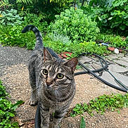 Layla joined the competition — help win amazing prizes! animal, cat, closeup, curious, daylight, foliage, garden, green_eyes, ground, hose, leaf, mammal, nature, outdoor, path, pet, plants, tabby, walking, whiskers