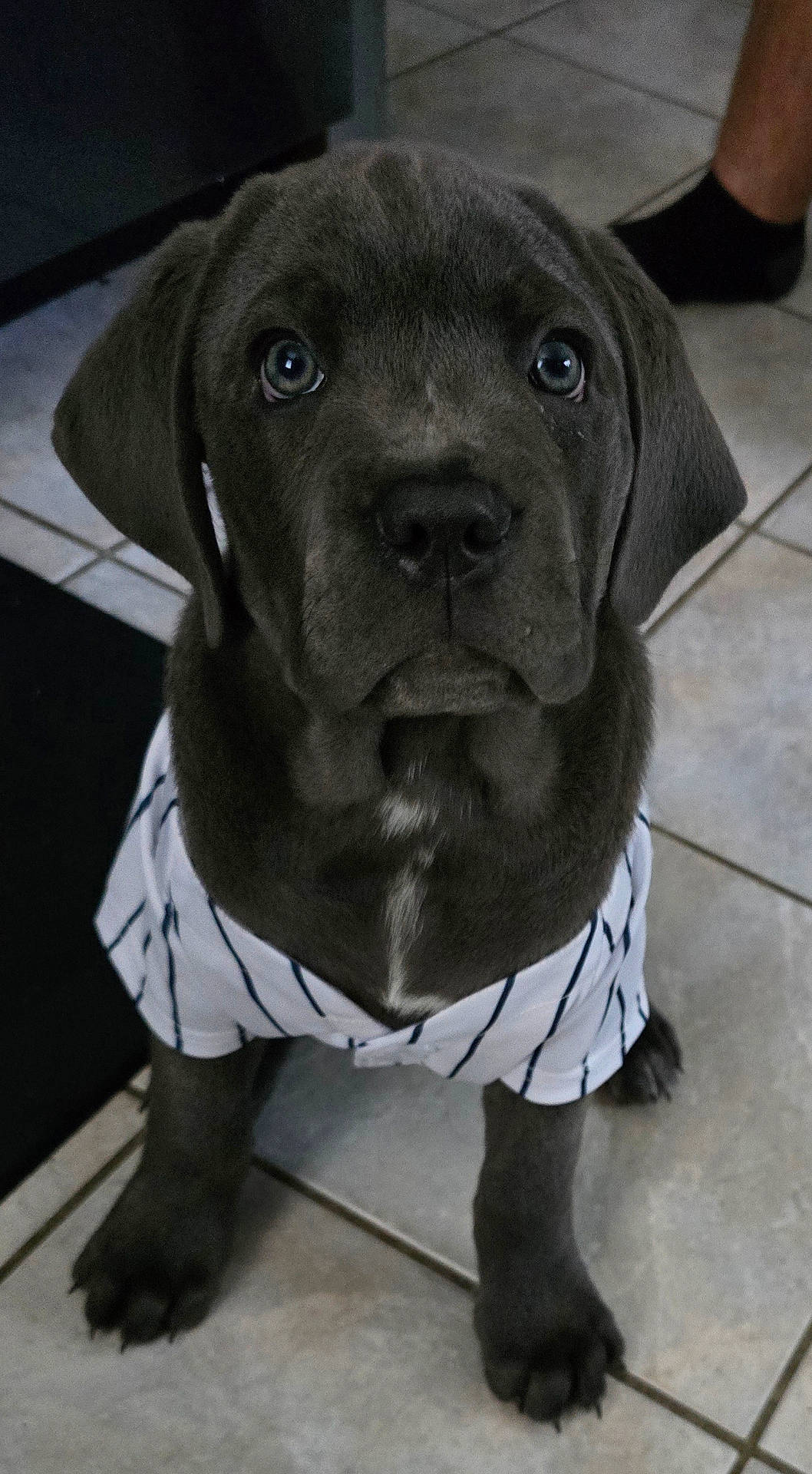 Luna joined the competition — help win amazing prizes! adult, animal, boxer, bulldog, canine, clothing, dog, frenchbulldog, hosiery, hound, labradorretriever, male, man, person, pet, pitbull, pointer, puppy, snout, sock