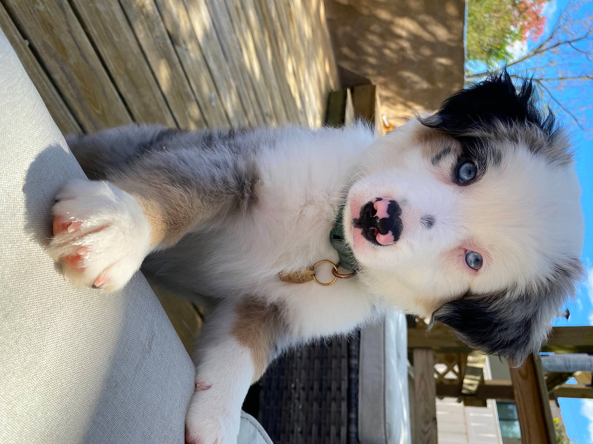 Comet joined the competition — help win amazing prizes! australian_shepherd, border_collie, canidae, carnivore, dog, dog_breed, mammal, miniature_australian_shepherd, nose, puppy, siberian_husky, snout, vertebrate