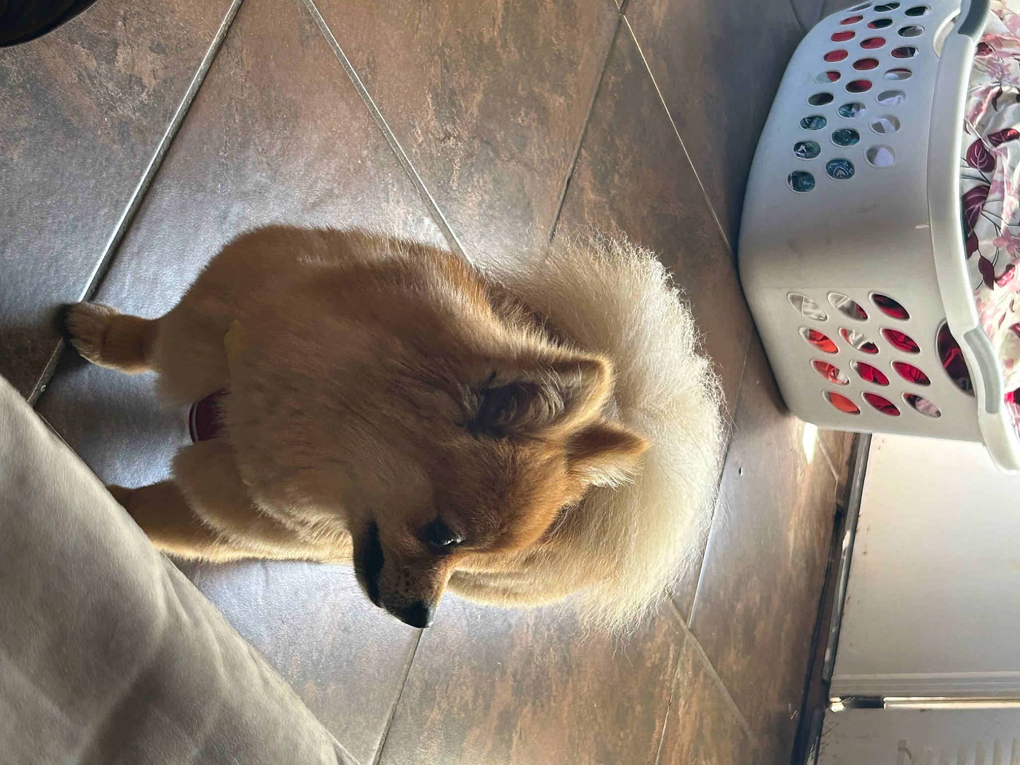 Creed is registered to the contest to win money with this photo: balinese, carnivore, cat, companion_dog, dog_breed, domestic_short_haired_cat, fawn, felidae, flooring, fur, hardwood, siamese, small_to_medium_sized_cats, snout, sporting_group, tail, thai, tonkinese, whiskers, wood