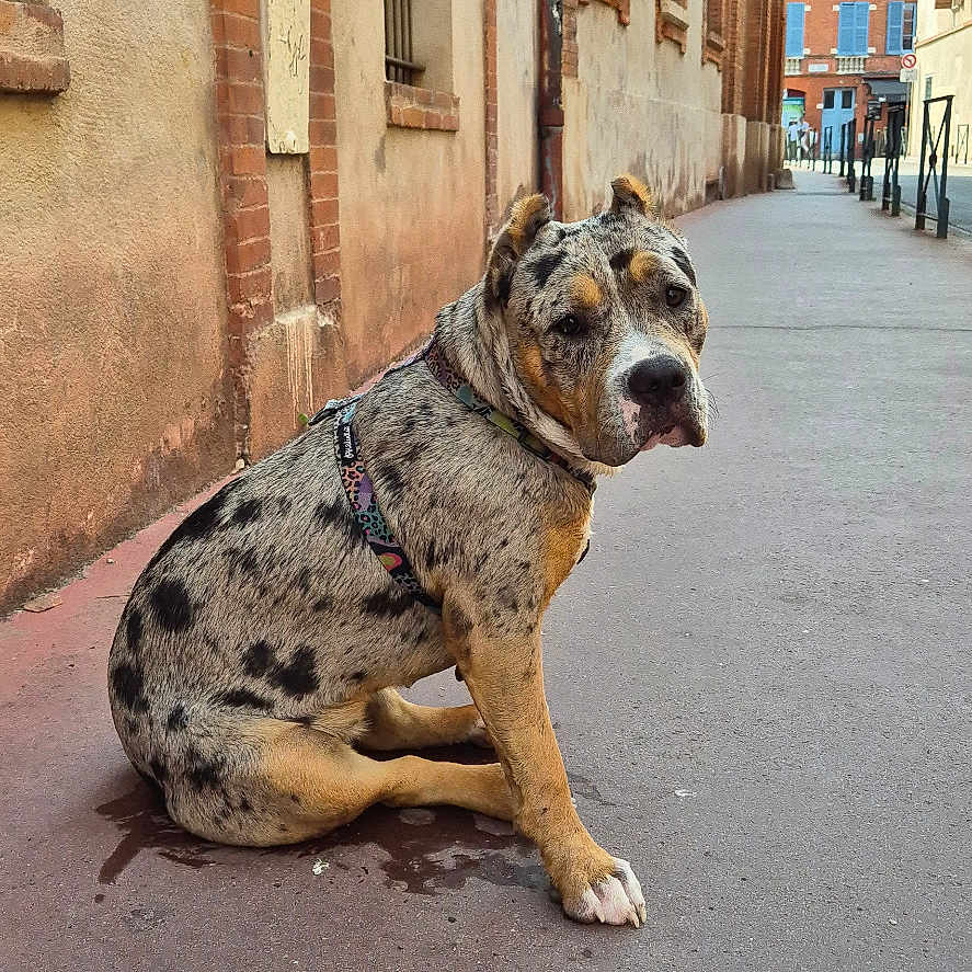 Baia a rejoint le concours — aidez-le/la à gagner de superbes lots ! alley, animal, architecture, brick, building, bulldog, canine, city, dog, face, head, neighborhood, path, person, pet, photography, road, sidewalk, street, urban