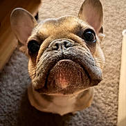 Charlotte joined the competition — help win amazing prizes! dog, french_bulldog, close_up, pet, indoor, carpet, brown, cute, animal, face, ears, whiskers, nose, looking_up, adorable, fur, portrait, companion, domestic, mammal