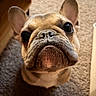 dog, french_bulldog, close_up, pet, indoor, carpet, brown, cute, animal, face, ears, whiskers, nose, looking_up, adorable, fur, portrait, companion, domestic, mammal