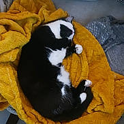 Tartine a rejoint le concours — aidez-le/la à gagner de superbes lots ! cat, black_and_white, sleeping, blanket, yellow, cozy, feline, pet, indoor, resting, soft, fur, curled_up, comfort, cute, animal, relaxation, warm, texture, couch