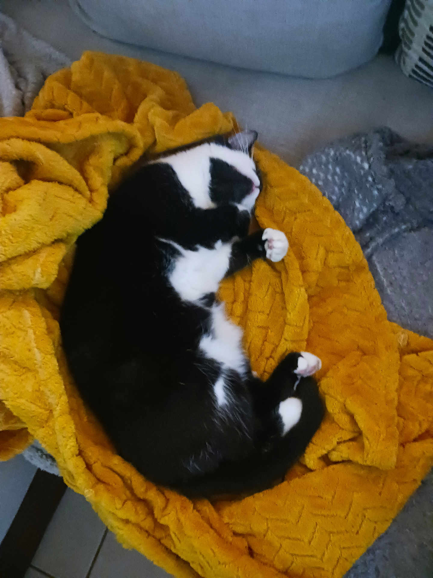 Tartine a rejoint le concours — aidez-le/la à gagner de superbes lots ! cat, black_and_white, sleeping, blanket, yellow, cozy, feline, pet, indoor, resting, soft, fur, curled_up, comfort, cute, animal, relaxation, warm, texture, couch
