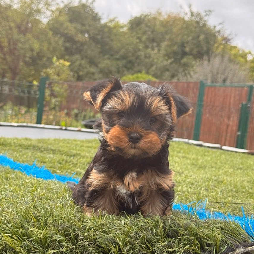 Boumba participe au concours pour gagner de l'argent avec cette photo : dog, puppy, yorkshire_terrier, small_dog, long_hair, brown, black, fluffy, sitting, outdoor, grass, artificial_turf, backyard, fence, trees, park, pet, animal, portrait, cute