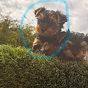 Boumba a rejoint le concours — aidez-le/la à gagner de superbes lots ! puppy, dog, yorkshire_terrier, small_dog, two_dogs, grass, outdoors, nature, cloudy_sky, portrait, fluffy, brown_fur, black_fur, sitting, lying_down, cute, animal, pet, blue_circle, smartphone_screenshot