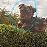 puppy, dog, yorkshire_terrier, small_dog, two_dogs, grass, outdoors, nature, cloudy_sky, portrait, fluffy, brown_fur, black_fur, sitting, lying_down, cute, animal, pet, blue_circle, smartphone_screenshot