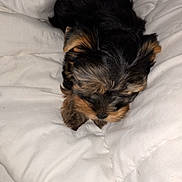 Boumba participe au concours pour gagner de l'argent avec cette photo : bed, bedding, black_and_tan, cozy, cute, dog, duvet, ears, fluffy, fur, indoors, paws, portrait, puppy, resting, sleeping, small_dog, snout, white, yorkshire_terrier