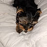 bed, bedding, black_and_tan, cozy, cute, dog, duvet, ears, fluffy, fur, indoors, paws, portrait, puppy, resting, sleeping, small_dog, snout, white, yorkshire_terrier