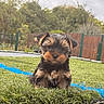 puppy, dog, yorkshire_terrier, small_dog, long_hair, brown_and_black, fluffy, sitting, outdoor, grass, garden, fence, backyard, blue_line, portrait, pet, animal, cute, centered_subject, daylight