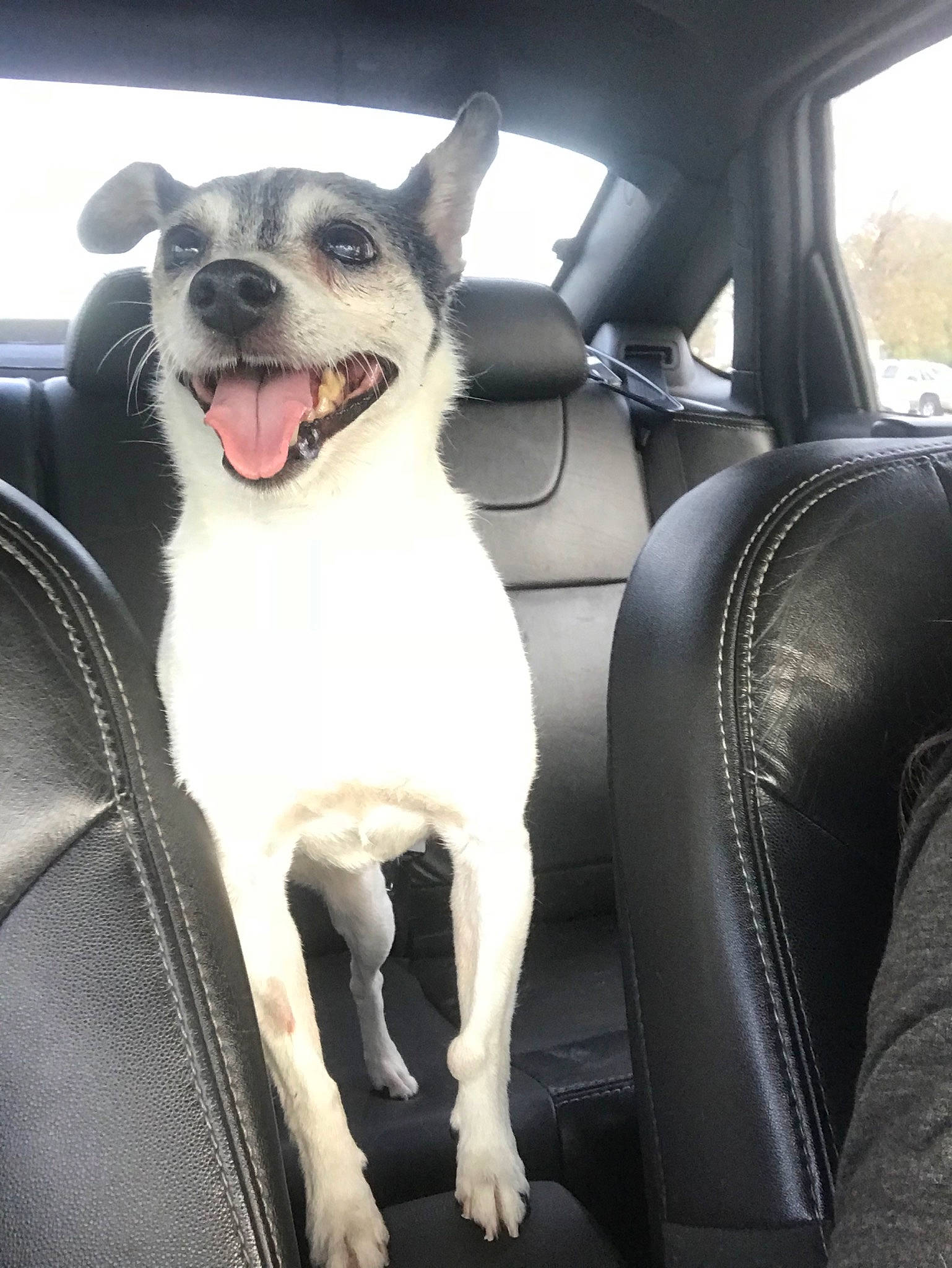 Daisy is registered to the contest to win money with this photo: canidae, car, car_seat, carnivore, companion_dog, dog, dog_breed, mammal, non_sporting_group, rat_terrier, snout, sporting_group, vehicle, vehicle_door, vertebrate
