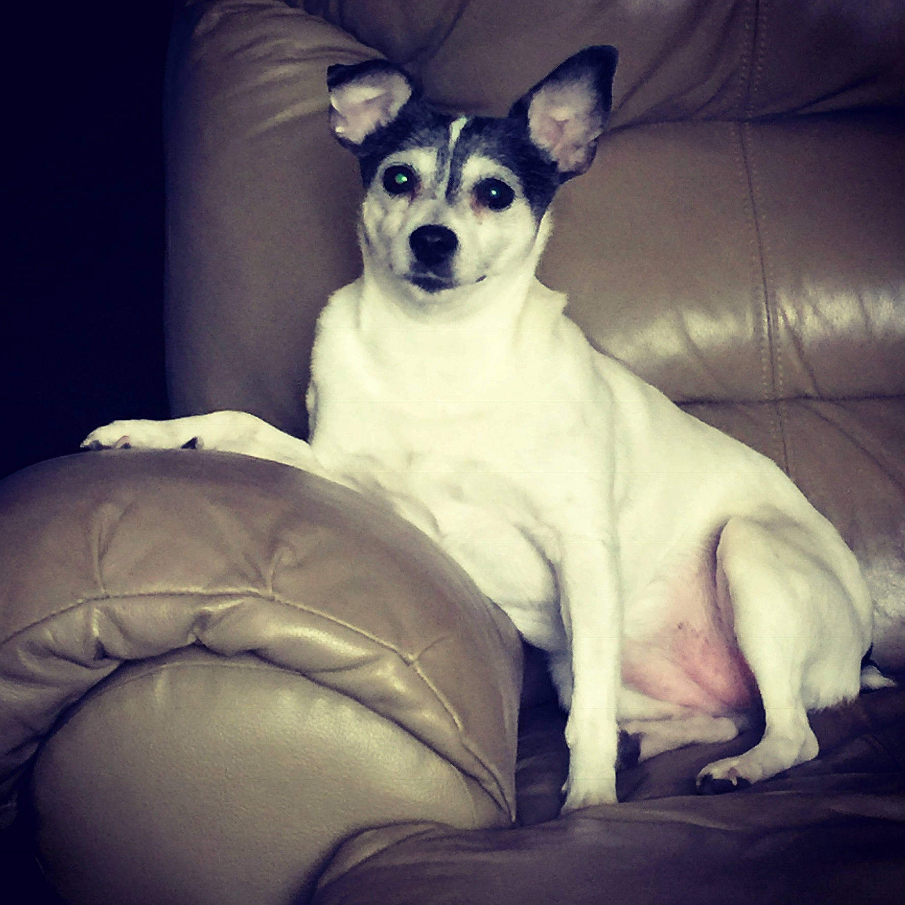 Daisy joined the competition — help win amazing prizes! canidae, carnivore, chilean_fox_terrier, companion_dog, dog, dog_breed, feist, mammal, miniature_fox_terrier, rare_breed_dog, rat_terrier, ratonero_bodeguero_andaluz, smooth_fox_terrier, snout, teddy_roosevelt_terrier, tenterfield_terrier, terrier, toy_fox_terrier, vertebrate, whiskers