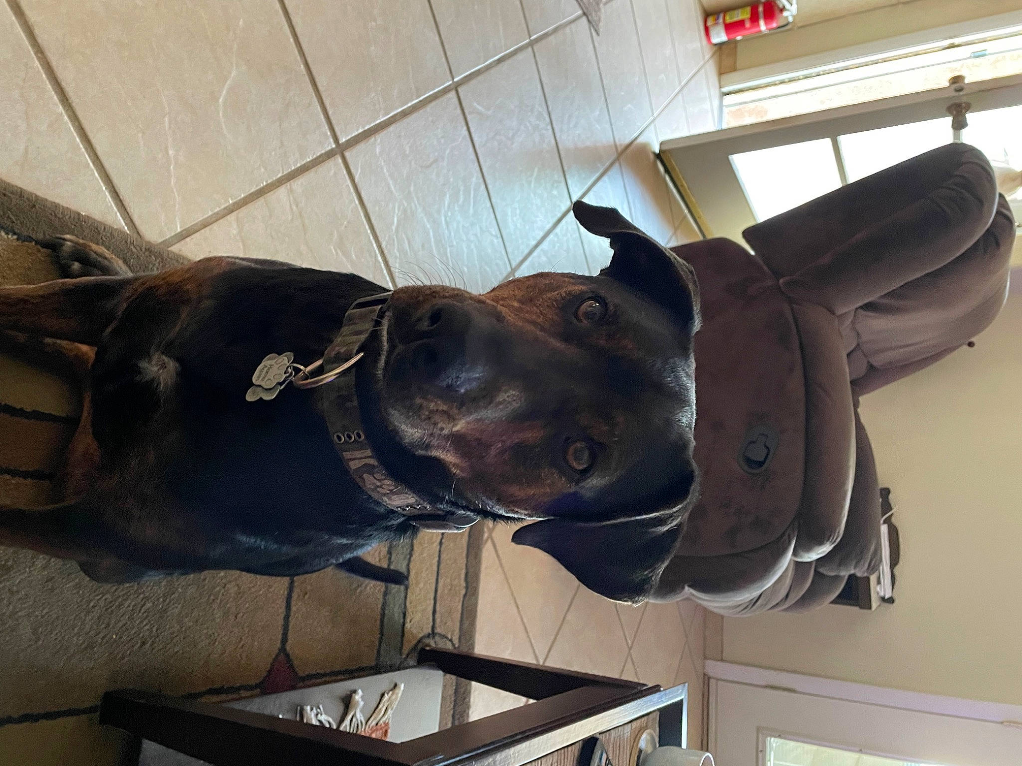 Coco joined the competition — help win amazing prizes! canidae, carnivore, collar, dog, dog_breed, dog_collar, fashion_accessory, fawn, fur, jaw, liver, mammal, metal, personal_protective_equipment, pet_supply, snout, sporting_group, tail, vertebrate, working_animal
