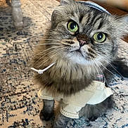 Leo joined the competition — help win amazing prizes! cat, pet, feline, fluffy, gray_fur, green_eyes, whiskers, portrait, close_up, wearing_clothes, white_outfit, standing, indoors, rug, home, furniture, adorable, curious, animal_face, photography
