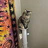 Leo is registered to the contest to win money with this photo: cat, fluffy_cat, gray_cat, long_hair, feline, pet, animal, sitting, scratching_post, cat_tree, claws, whiskers, green_eyes, indoors, living_room, wall, tapestry, stars, plush_toys, portrait